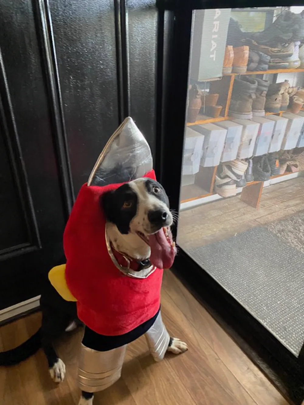 Max the dog in his rocket costume